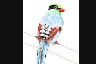 Beginners Drawing: How to Draw a Green Magpie Bird